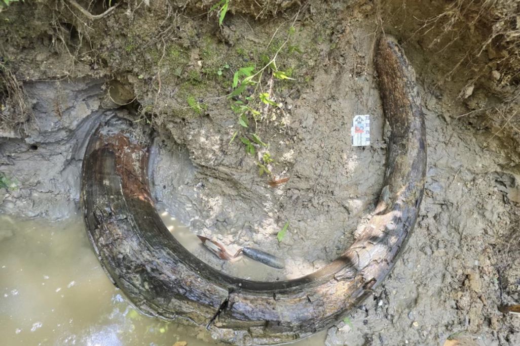a highly curved mammoth tusk in mud and a slight bit of water