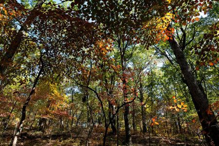 A view from within the Tyson Forest Dynamics Plot in Missouri.