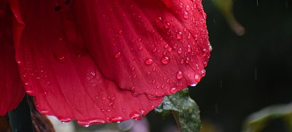 Hibiscus in the rain. thumbnail