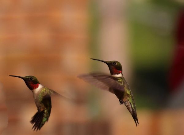 HUMMERS ON MY BACK PORCH thumbnail