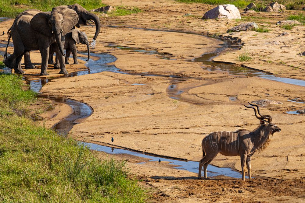 A lone male kudu stands his ground on a river bank after a herd of elephants chased the other kudu away. Kruger National Park, South Africa.