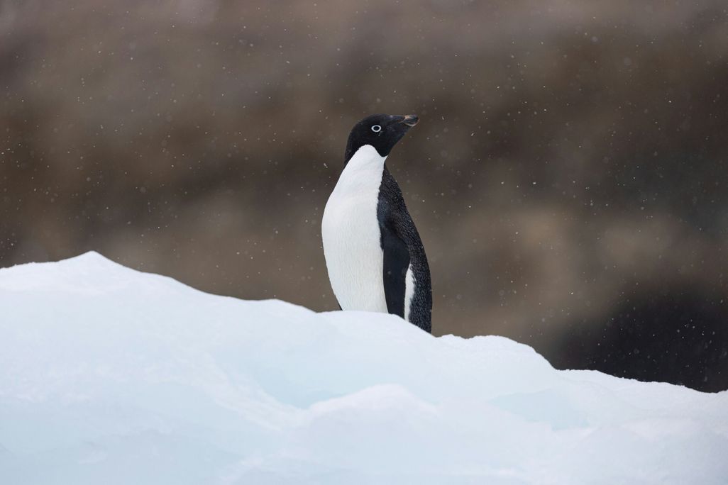 a penguin
