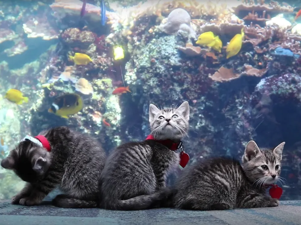 Kittens sit in front of the aquarium glass