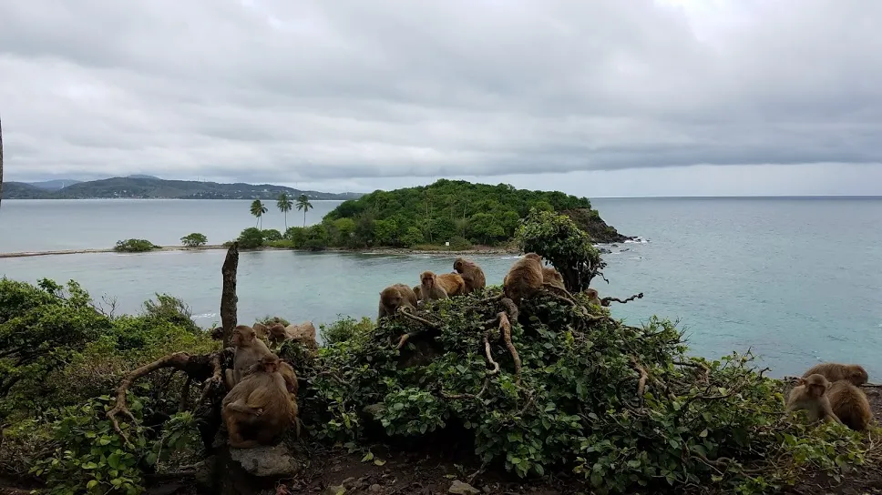 Beždžionių sala 4