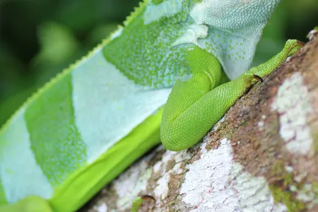 A male central Fijian banded iguana from Ovalau Island, Fiji.