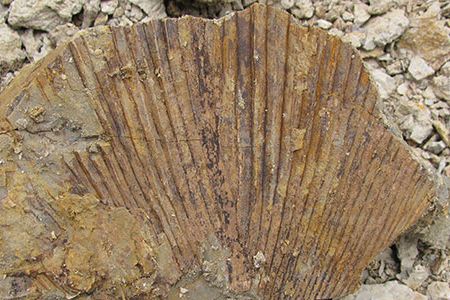 Part of a fossil palm frond from the Paleocene-Eocene Thermal Maximum in Wyoming.
