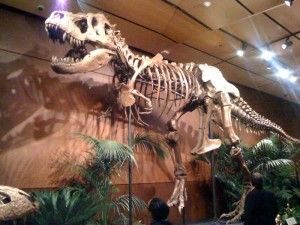 20110520083159Sampson-Tyrannosaurus-300x225.jpg