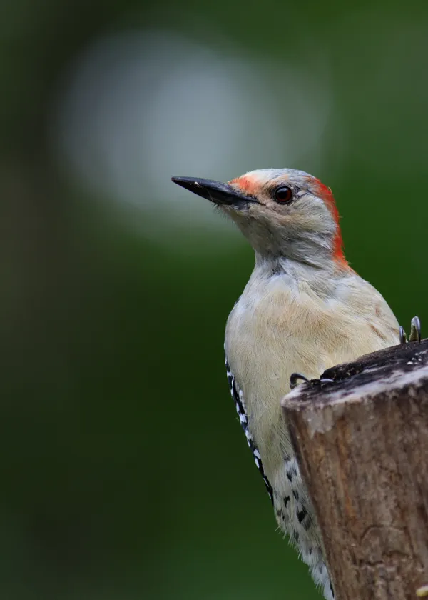 Juvenile Red Bellied Woodpecker thumbnail