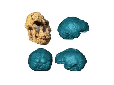 “Little Foot’s” skull and a 3-D rendering of the endocast. 

