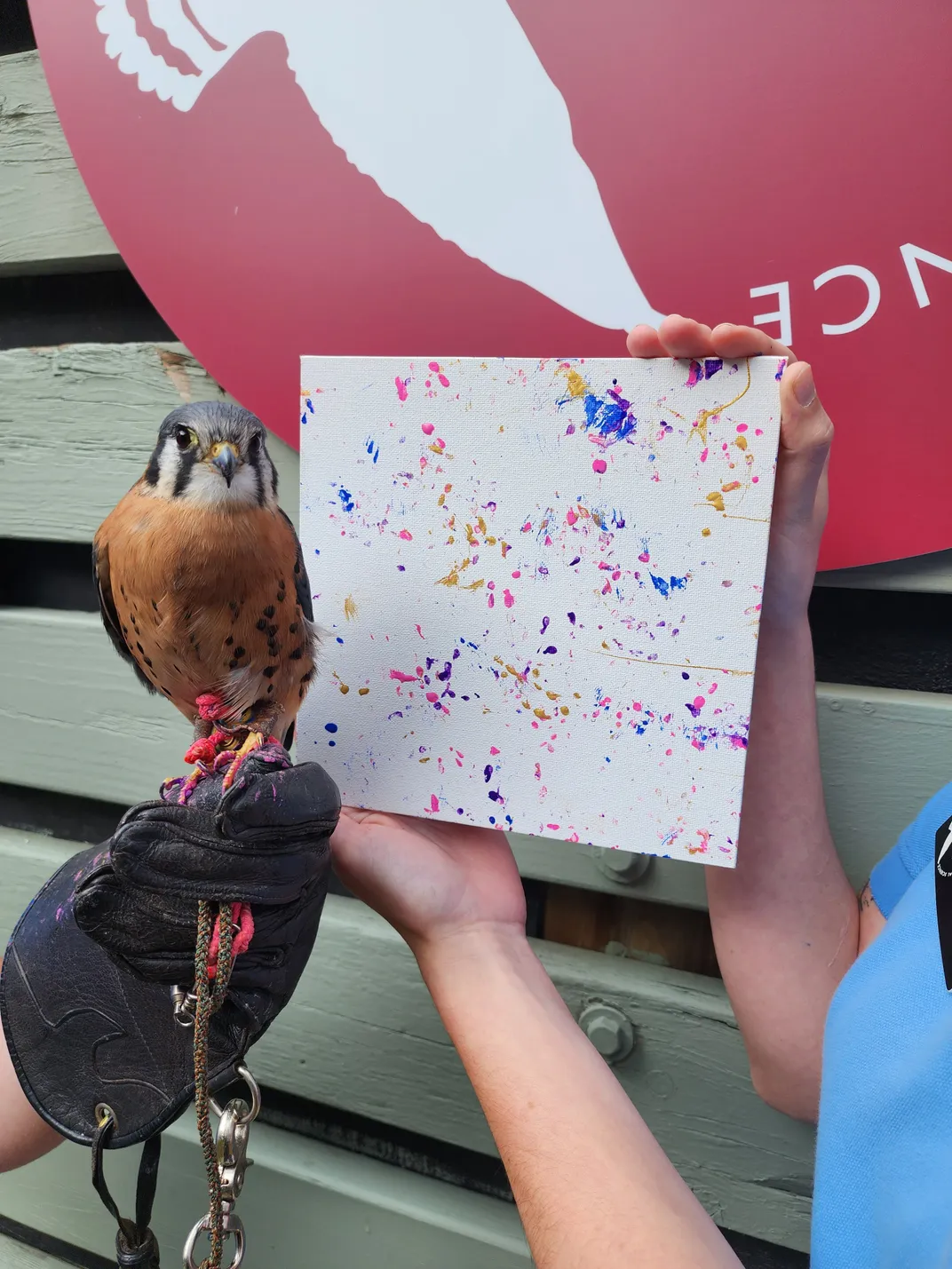 kestrel held in front of a painting with blue, orange, pink and purple dots in front of a VINS sign