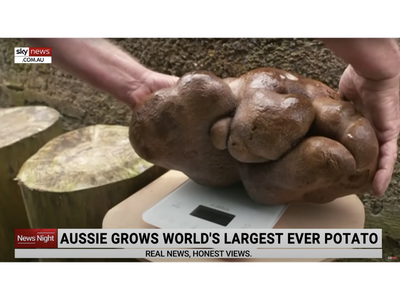 The 17-pound spud could earn the top spot in the Guiness Book of World Records.