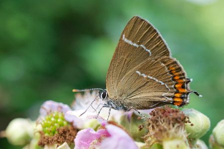 This butterfly is the same species, white-letter hairstreak, as the one spotted in Scotland. But the little beauty is shown here in Dorset, UK.