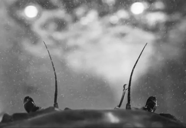 Point of view thumbnail