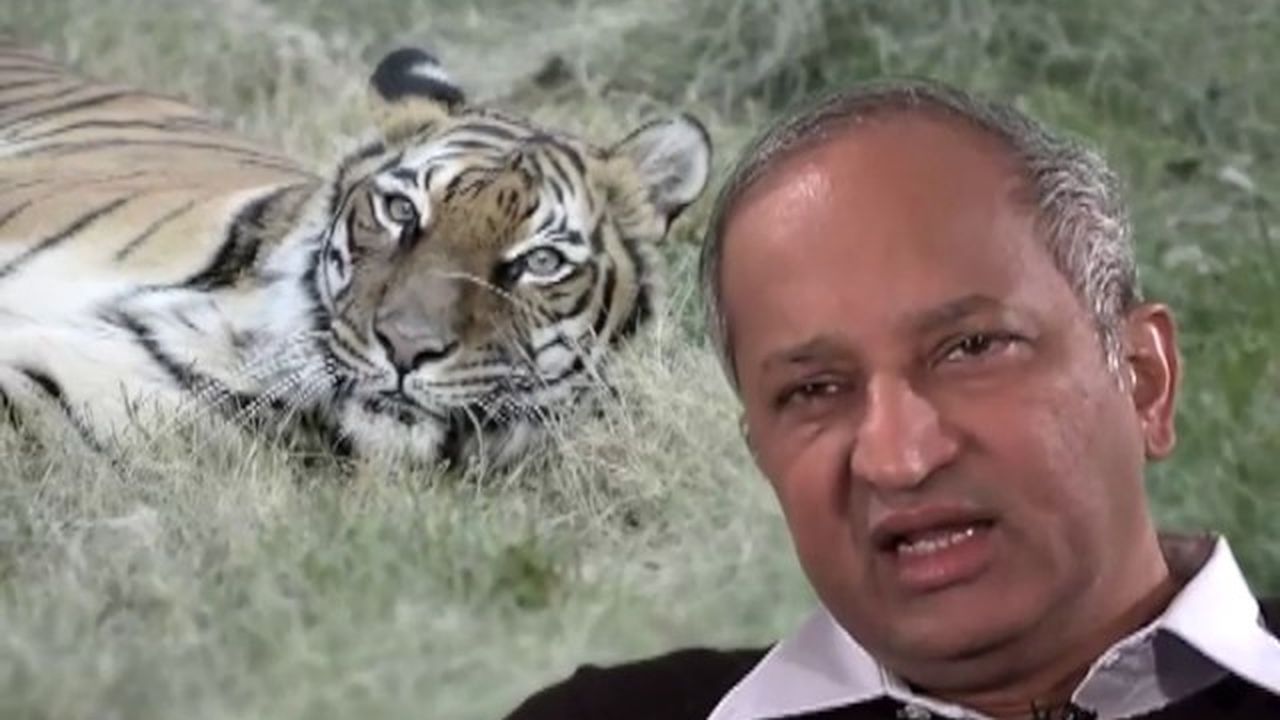 Preview thumbnail for The Savior of the Wild Tiger