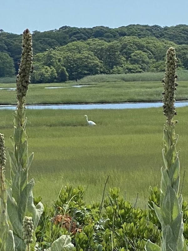 Egret in Little Sippewissett Marsh thumbnail