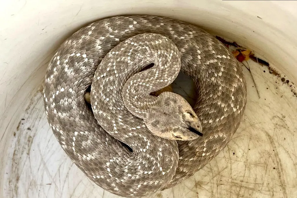 Snake curled up in bucket