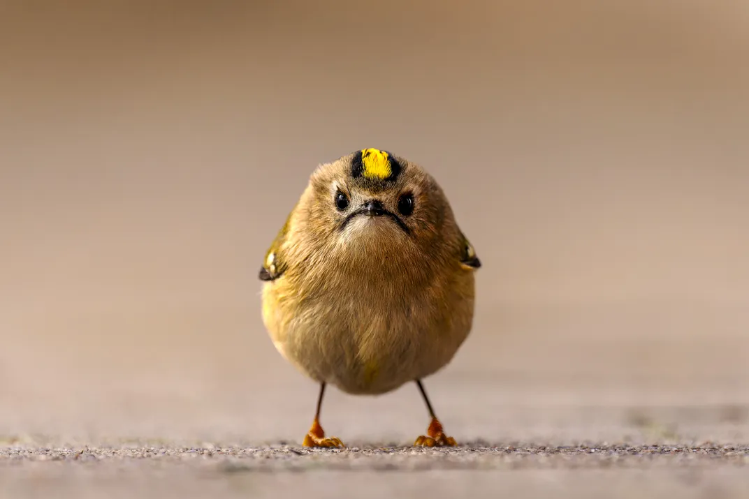 an angry looking yellow and black bird