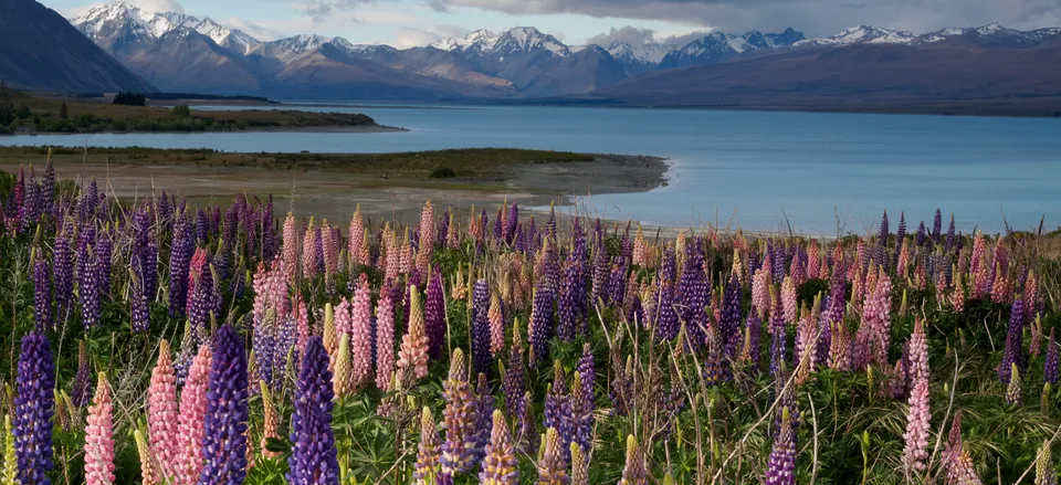  Landscape of lupines and mountains on the South Island 