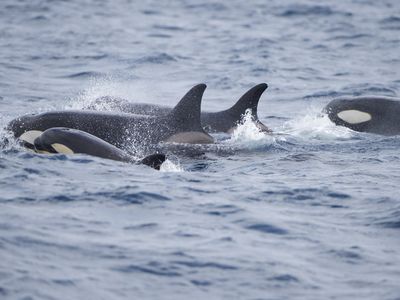 A pod of orcas&nbsp;feeding in the Atlantic Ocean