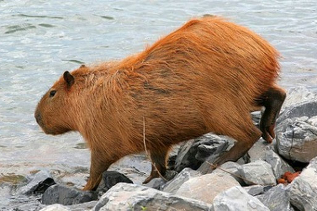 A wild capybara by a lake in Brazil