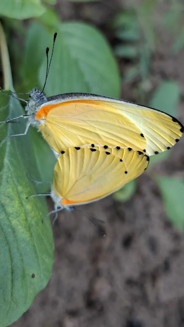 butterfly thumbnail