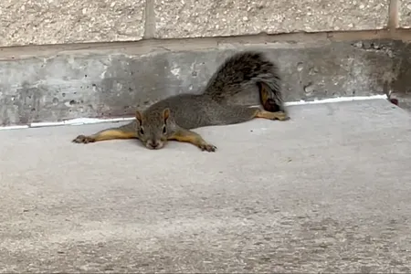Like humans, animals are trying to stay cool amid heat waves.