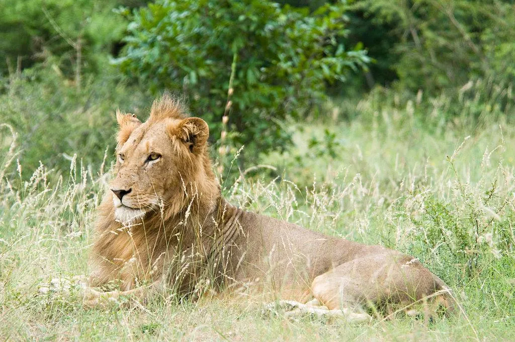 Zambia’s Lions Roam Areas Previously Believed to Be Uninhabitable