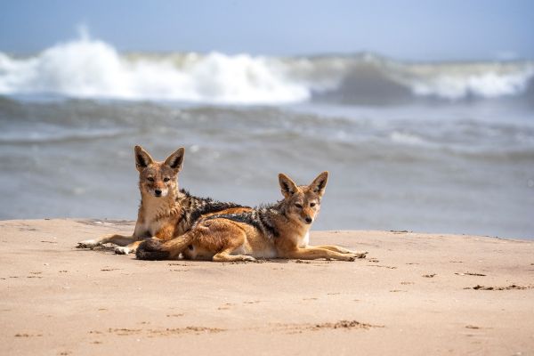 Jackals at the Beach thumbnail