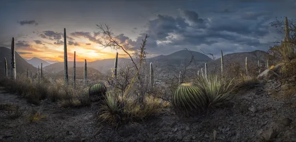 Cacti Sunset at Dusk thumbnail