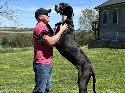 Meet Kevin, the World's Tallest Dog image