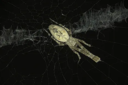 An arena consisting of a plexiglass box, infrared lights and cameras captured the spiders&#39; delicate movements.