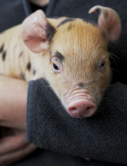 When breeders cross a ginger pig with a black pig, the results are a delightful black-spotted ginger piglet.