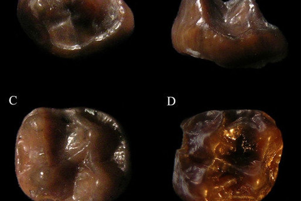 Tiny Ape Teeth