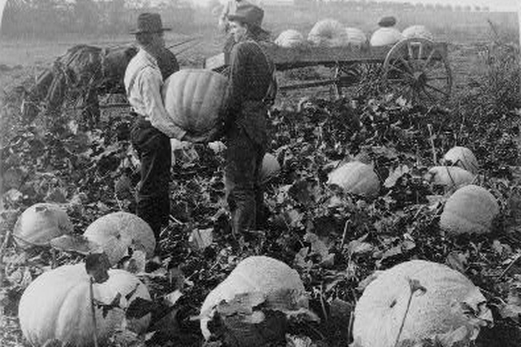 20110520110625pumpkin.jpg