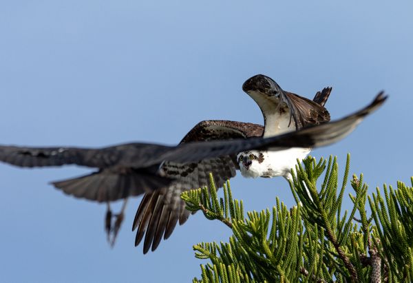 Osprey protecting her territory thumbnail
