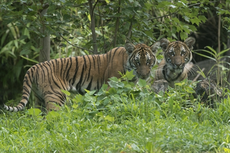 Nadia and her sister Azul as cubs at the Bronx Zoo in 2016. Both tigers showed symptoms of COVID-19, and Nadia tested positive for the virus.  