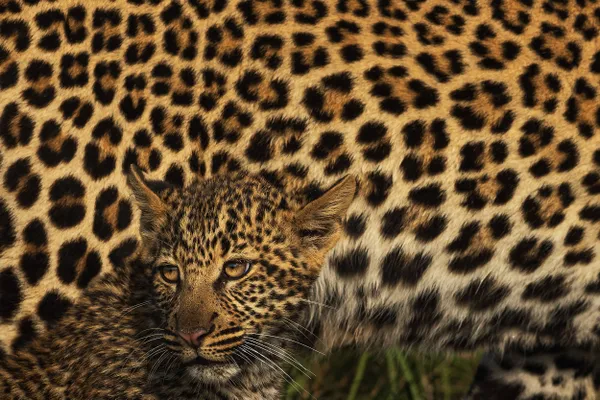 Safe in Her Spots thumbnail