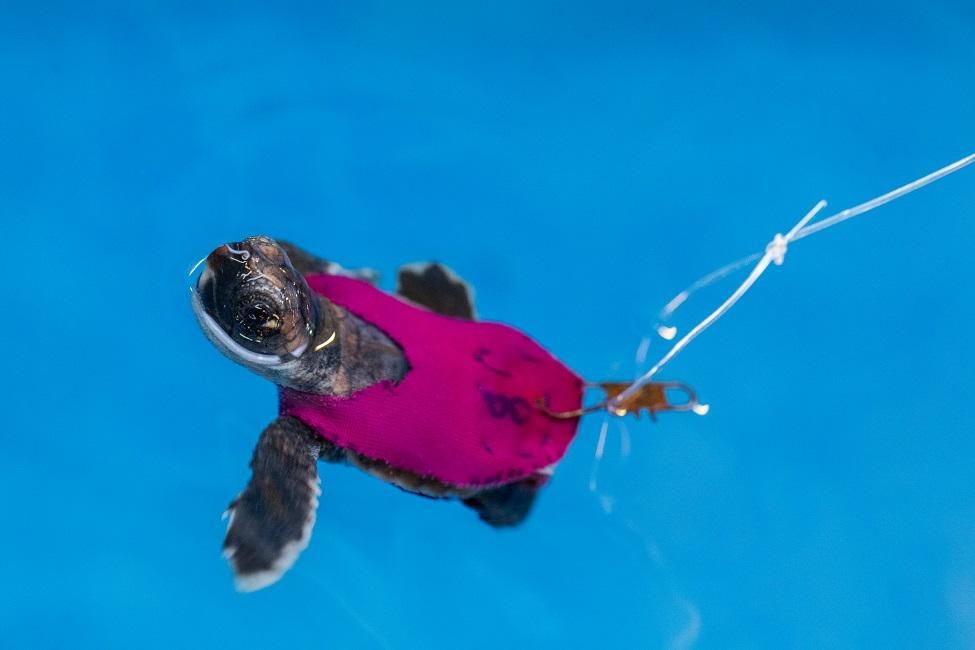 cute baby turtles swimming