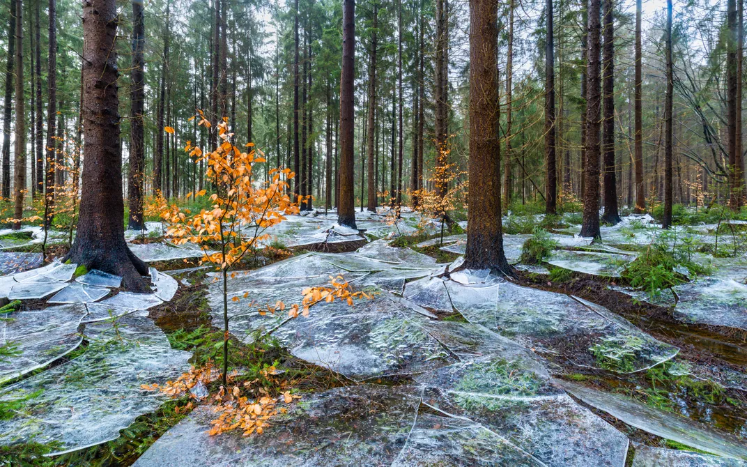 on the ground of a forest, broken plates of transparent ice shine