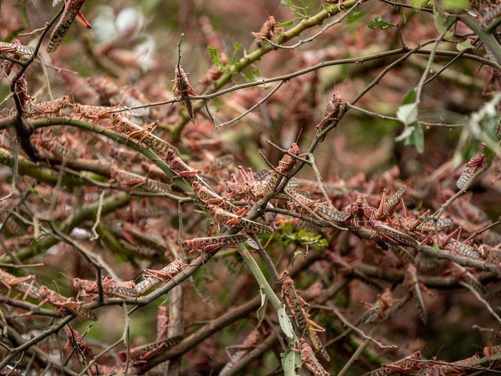 Locust swarm