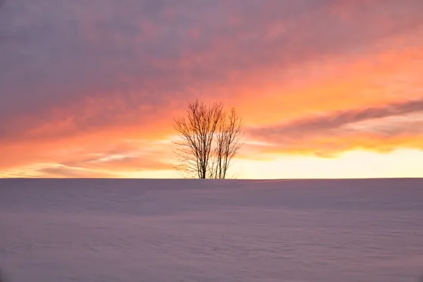 Winter Sunset and Snow thumbnail