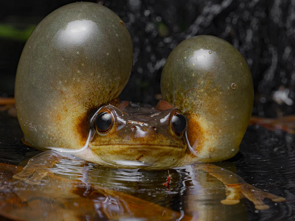 a frog in water with two large air bubbles in its cheeks on each side of its head