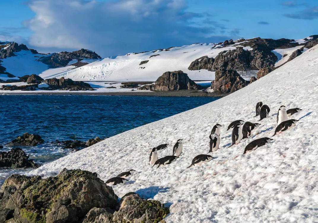 The image shows a group of penguins walking on a snowy slope by the sea. In the background, there are rocky cliffs and snow-covered mountains under a partly cloudy blue sky.