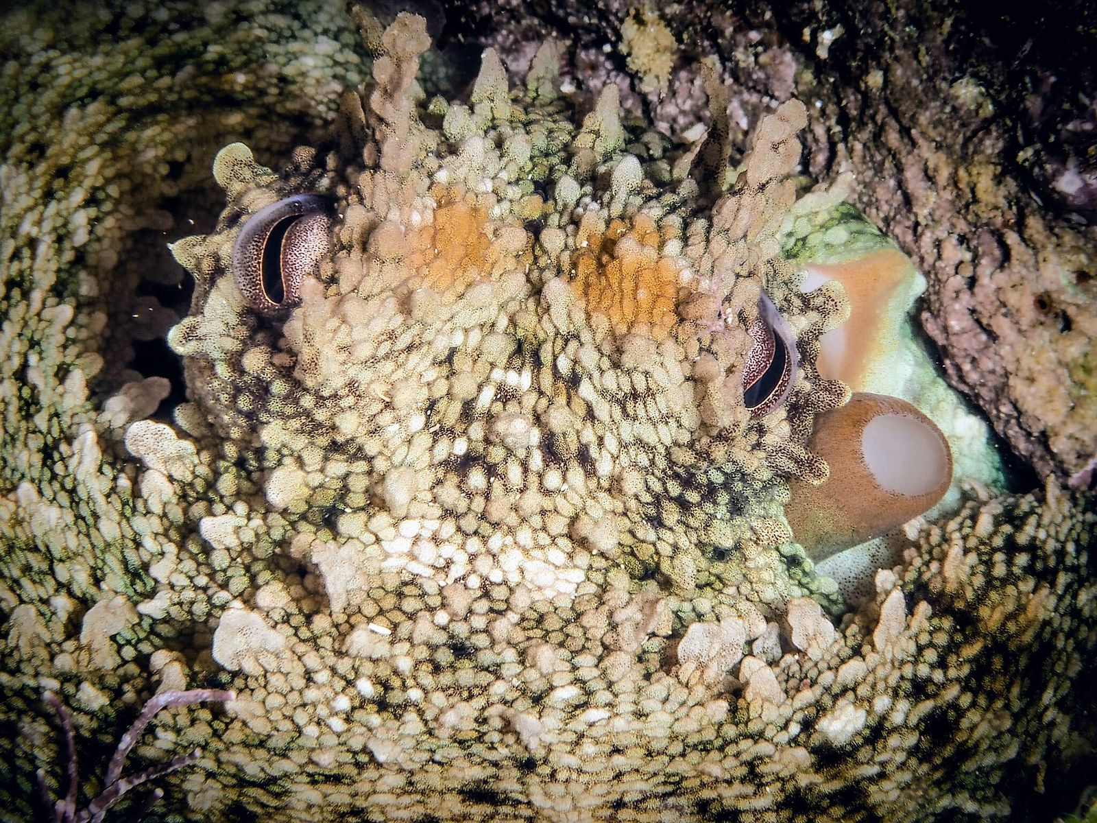Inspired by Octopus Skin, This Synthetic Material Can Change Color and ...