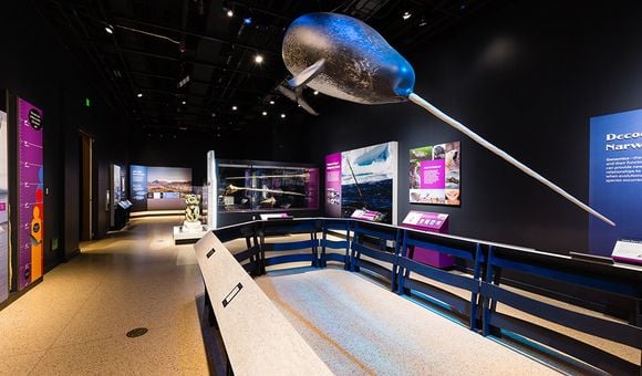 A new exhibition at the Smithsonian’s National Museum of Natural History will dive deep into the Arctic world of narwhals to explore what makes this mysterious animal and its changing ecosystem unique and important. “Narwhal: Revealing an Arctic Legend” will present Inuit perspectives on their relationship with narwhals and the latest scientific knowledge about these animals, while illuminating the interconnectedness among narwhals, people and their ecosystems (Smithsonian Institution).