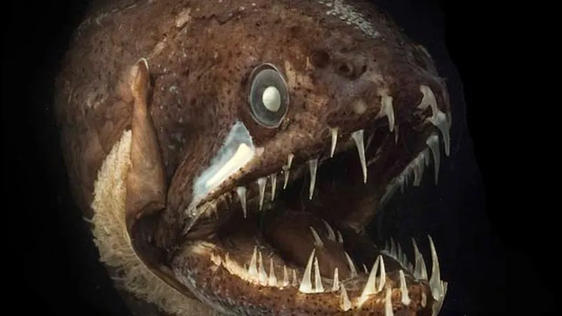 What Do Deep Sea Dragonfish Eat - Infoupdate.org