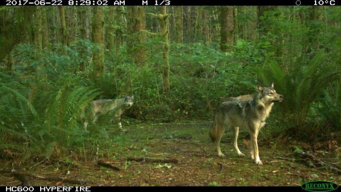 The conflicts between gray wolves