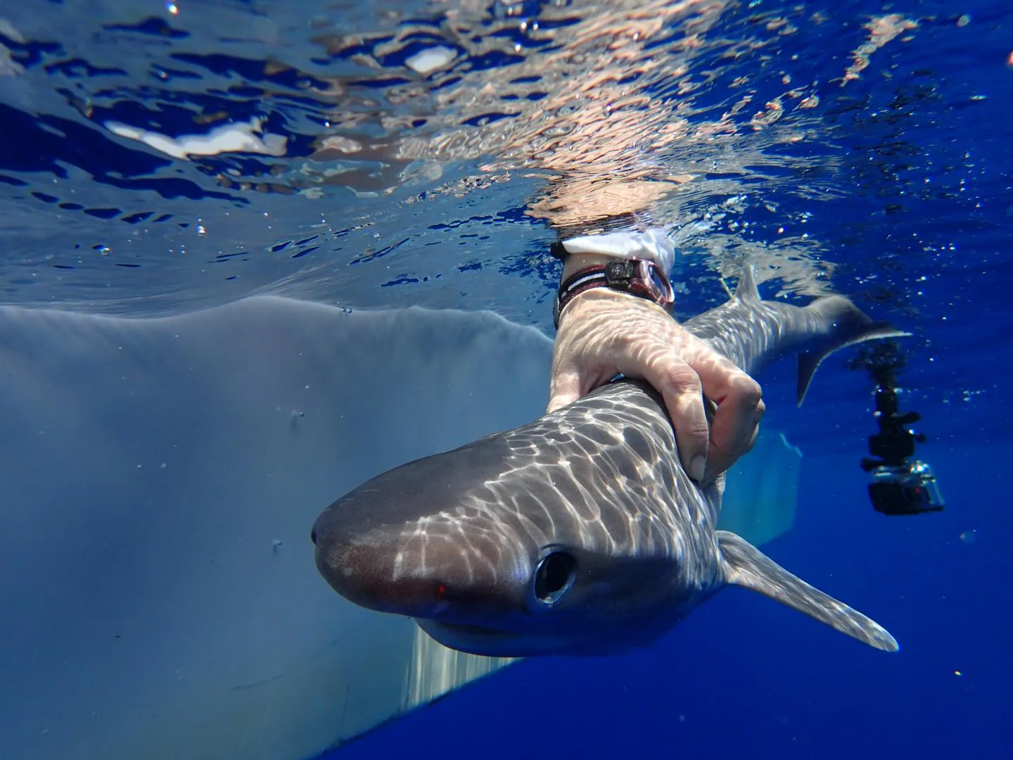 Scientists Identify New Species of Elusive Deep-Sea Shark, Smart News