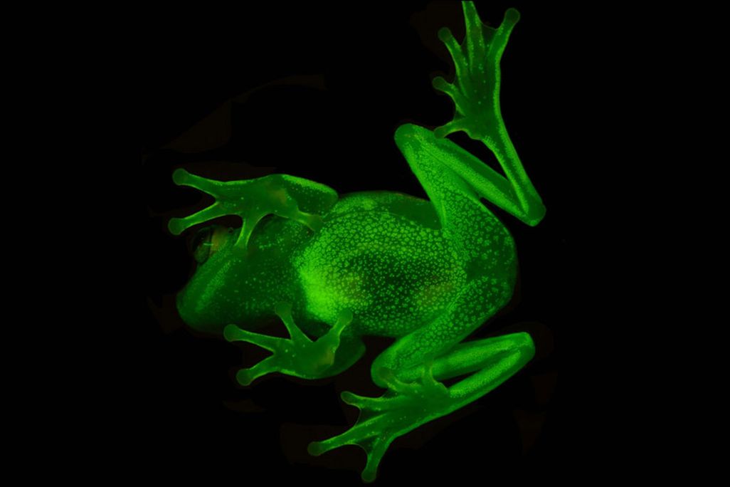 Fluoro Frog 2