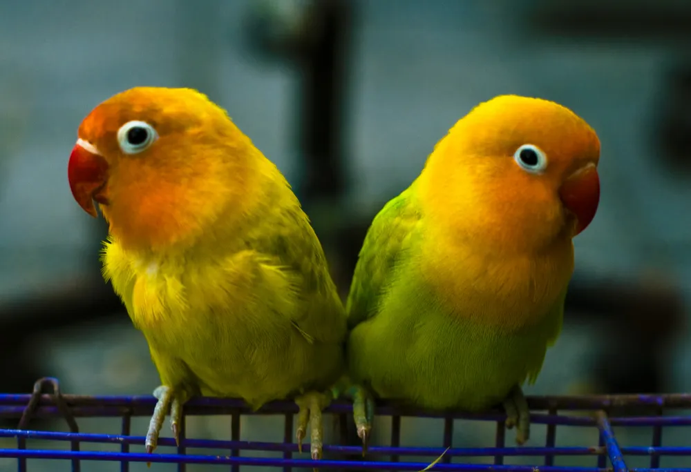 Difference between single factor and double factors opaline African  Lovebirds/ D green or DD green 